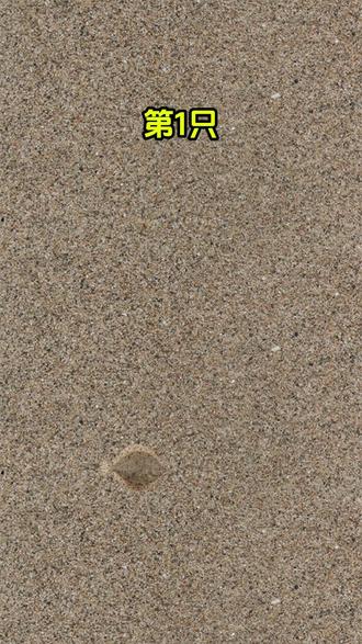 快来一起挑战抓比目鱼吧!!