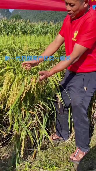 再生稻野香优貴禾优质一級米