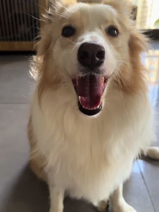 #四脚怪宠物沐浴露#四脚怪宠物用品 家有“四脚怪”,洗护选对才省心!