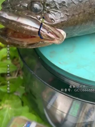 #钓鱼人 #子母钩 #渔具用品 #鱼钩