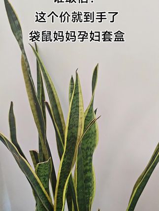 袋鼠妈妈补水套装,没想到入手一个四件套到手这么多,成分温和,孕妇和敏皮放心使用!#水乳套装#袋鼠妈妈#护肤套装#孕妇水乳#袋鼠妈妈大米套装