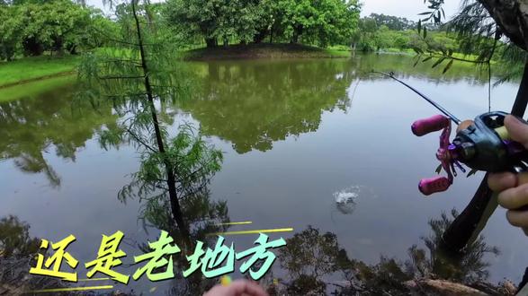 在华为总部的后花园钓鱼,会是一种什么样的体验? #钓鱼#路亚 #松山湖 #搞笑 #大疆action4