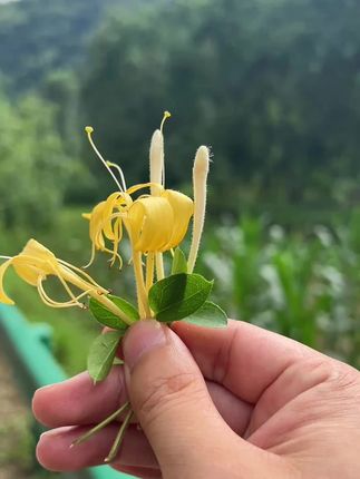 秦岭野生金银花!#秦岭山货