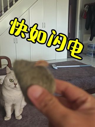 #家有傻猫 戏精附体,耗子抓到了么?
