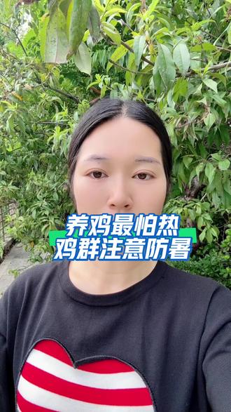 养鸡最怕热,鸡群注意防暑#养鸡人 #养鸡技术指导 #三农流量扶持计划 @抖音 @抖音小助手 @抖音生活服务热点宝 @上热门🔥🔥🔥