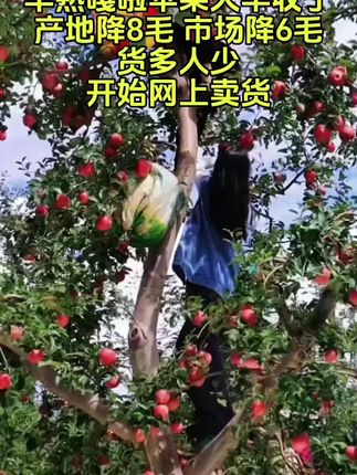 2025头茬新鲜采摘嘎啦苹果,自然成熟,一果两吃!#嘎啦苹果#新鲜采摘 #脆甜多汁#应季水果 #快来一起尝个鲜
