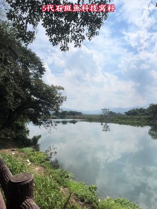 #溪流钓 #溪石斑 5代石斑鱼颗粒是专门为溪石斑量身定做有科技的窝料 今年一直在用 效果很明显