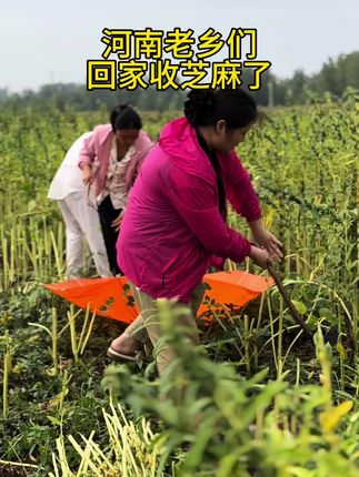 又到了一年收芝麻的季节了,颗粒饱满…………