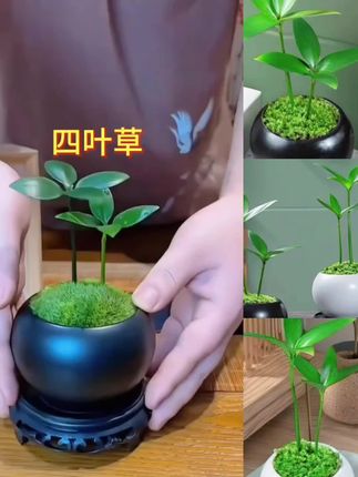 竹柏四叶草绿植花卉室内办公室桌面创意盆栽盆景四季好养种好发货#竹柏#竹柏盆栽 #竹柏盆景