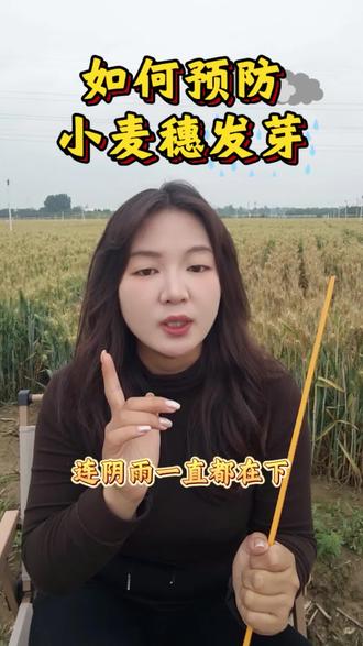 小麦穗发芽 如何预防小麦出现穗发芽#小麦 #三农 #小麦种植 #穗发芽