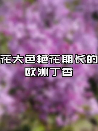 皮实好养的#欧洲丁香 开花奇香无比 能耐零下三四十度低温,东北都可以户外过冬#丁香花 #丁香树苗 #花卉绿植 #庭院花园
