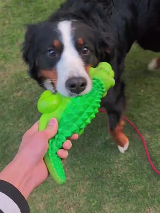 亲宠宠物鳄鱼乳胶磨牙洁齿互动发声陪伴大中小型犬狗玩具超萌好物#宠物磨牙玩具 #互动发声玩具 #宠物玩具 #超萌好物
