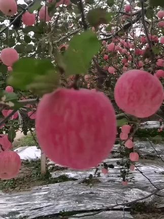【顺丰包邮】正宗山东烟台苹果栖霞红富士新鲜水果山东特产脆甜平果#优质农产品 #脆甜多汁 #口感特别好 #新鲜采摘 #创作者扶持计划