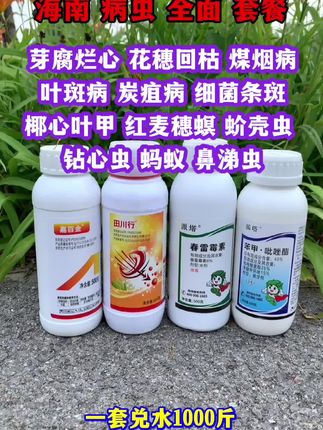 海南雨水多,槟榔病虫害频发,就用这个配方 #槟榔种植 #槟榔病虫害#病虫害防治 #槟榔管理