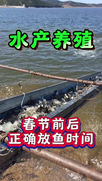 春节前后正确放苗时间 #水产养殖 #水产养殖技术 #四大家鱼 #养鱼 #三农