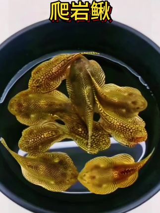 养观赏鱼总被清缸累到? 试试这只“鱼缸清洁工”爬岩鳅! 软乎乎身体贴缸壁,小嘴不停啃藻,褐藻、绿藻全啃光,玻璃擦得透透亮,省了手动刮藻的麻烦~ 体型小巧不占地,混养不打架,游起来像小吸盘贴缸“散步”,灵动又可爱,新手也能轻松养。 关键颜值还高,背部花纹像水墨画,放在草缸里超出片,每天看它干活都治愈! #观赏鱼推荐 #鱼缸清洁神器 #新手养鱼必备#神奇的动物在抖音 #在抖音入手的好东西@抖加🔥上热门🔥dou+🔥热点宝