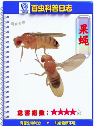百虫科普之【果蝇】危害及防治方法!
#天津 #虫子 #消杀 #灭蟑螂#果蝇