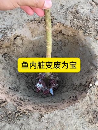 鱼内脏变废为宝 #小技巧 #小技巧分享 #种植小技巧 #教你一招