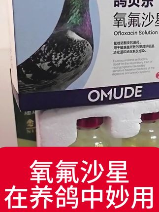 氧氟沙星在养鸽中妙用#信鸽赛鸽 #职业赛鸽 #养鸽子 #鸽子
