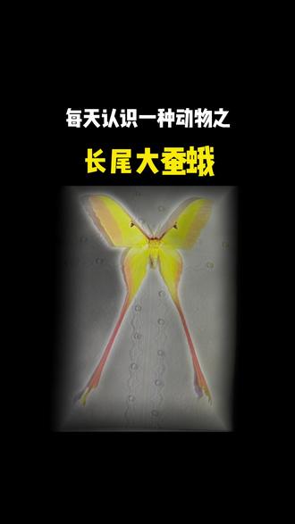 尾巴长长的一只粉色大扑棱蛾子,竟然这么好看吗#昆虫 #国家自然博物馆 #礼物 #长尾大蚕蛾 #奇妙的动物