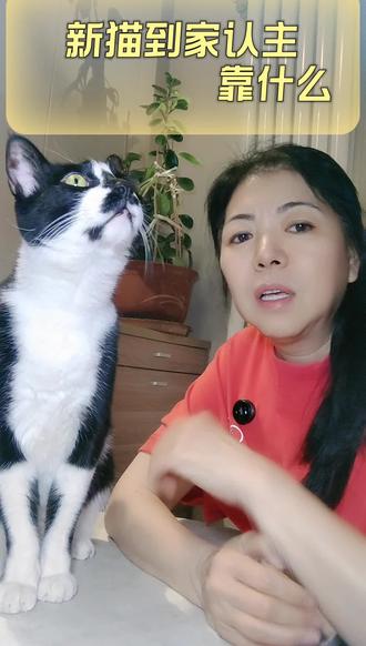 小猫到新家啥时候认主人 小猫到新家啥时候认主人#养猫经验分享 #新手养猫 #猫咪认主 #养猫人 #猫咪认主人