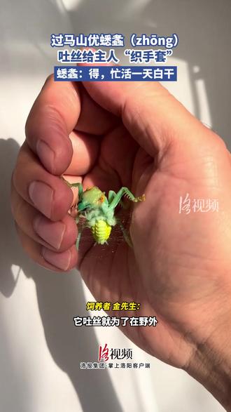 过马山优蟋螽吐丝给主人“织手套”