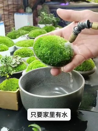 苔藓粉种子,不仅新鲜好养活,而且繁殖能力强#好物推荐🔥