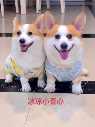 能防止毛发乱飞,还能防晒的冰丝小背心来了,快给毛孩子安排起来吧,又可爱又实用。#萌宠 #萌宠动物 #柯基柯基 #萌宠推荐官