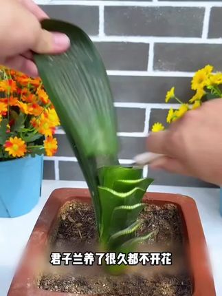 #养花小知识 #园艺 #爱生活爱养花 #花卉绿植 #三农
