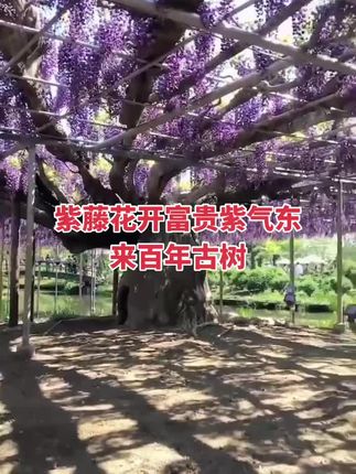 紫藤花开富贵紫气东来百年古树#在这遇见紫色花海 #太漂亮了 庭院美景#自然风景区 #一起享受大自然的美景 #自然美景