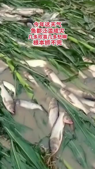 #鱼群泛滥 根本抓不完 更吃不完 #暴雨过后在积水中抓活鱼 #涨水了大家注意安全