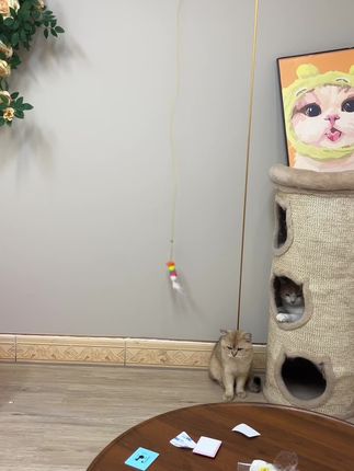 回家累成狗不想跟猫玩,不妨试试这个自动逗猫器,它玩累了,也不嚯嚯你的沙发窗帘#养猫新手 #逗猫神器 #猫玩具 #萌宠好物