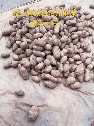 凉山彝族高山种植土豆,粉粉糯糯香香面面的,全家人的最爱。