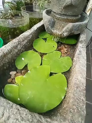#一叶莲  #水草水培植物  #鱼缸浮萍  造景增氧净化水质 #原创视频 #我要上热门 @巨量千川 @DOU+上热门 @DOU+小助手