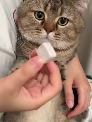 耐吉斯蓝莓酸奶冻干块,解馋又营养#狗零食 #猫零食 #宠物冻干 #耐吉斯酸奶冻干#狗狗健康饮食