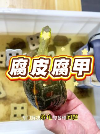 乌龟腐皮腐甲怎么办?#宠物龟 #观赏龟 #养龟日记 #养龟日常