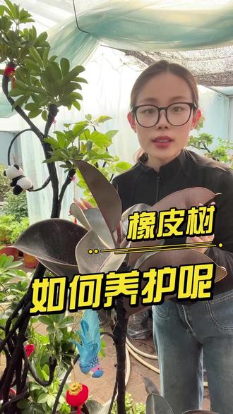 橡皮树如何养护呢? 想在楼房里养出一棵挺拔茂盛的橡皮树?别担心,掌握这5个关键点#橡皮树