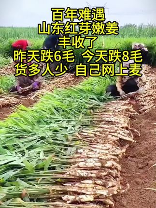 #抖音助农 #优质农产品 #山东红芽嫩姜 #快来一起尝个鲜