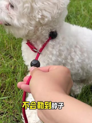 狗狗训犬牵引绳小中型犬宠物训练P链金毛拉布拉多牵引#牵引绳 #牵引绳遛狗 #牵引绳推荐 #牵引绳训练 #牵引绳牵引