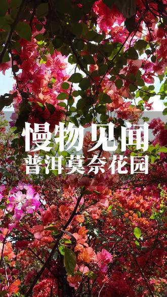 走进莫奈花园,
三角梅开得像打翻了调色盘。
粉的、紫的、橙的、白的,
一层一层铺开,没有边际。
站在那里,
不是在看花,
是整个人被花包围了。
莫奈说,花园是他最美的作品。
他画了一辈子光,
画花开花落,画转瞬即逝。
选在下午四点以后来,
光线变软,花也变得温柔。
没有什么非要做的,
只是待在这里,
看花,看光,看时间过去。
花开的时候,人刚好在场。
这样就够了。
#慢物见闻 #普洱 #莫奈花园 #三角梅 #慢慢生活