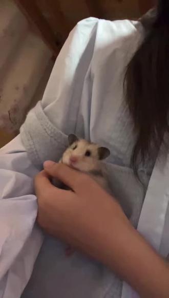 小鼠身上长鼠毛#小呆鼠