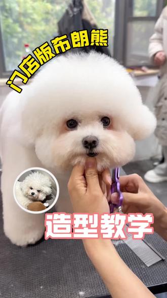 简单快速版布朗熊造型教学 门店简易版本
c级基础可以看得懂的版本来喽
#布朗熊造型教程 #布朗熊造型 #宠来了 #成都宠物美容培训 #宠物美容培训