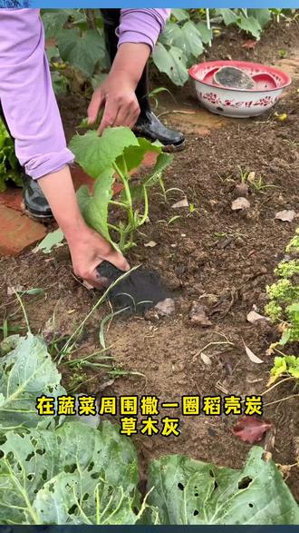 炭颗粒 稻壳炭颗粒园艺专用改善土壤疏松透气保水天然补钾养花种菜草木灰#植物营养 #土壤改良 #园艺工具 #天然肥料 #家庭园艺