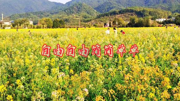 #治愈系风景 #春和景明 油菜花开正当时#热歌《自由自在简简单单》,伴着这样节奏去踏春正好#音乐分享