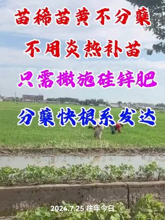 稻苗稀不分蘖药害怎么办?#抖音上助手 #热门#水稻#水稻管理#硅肥