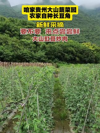 贵州大山无工业污染生态菜园,新鲜长豇豆长豆角 #农村