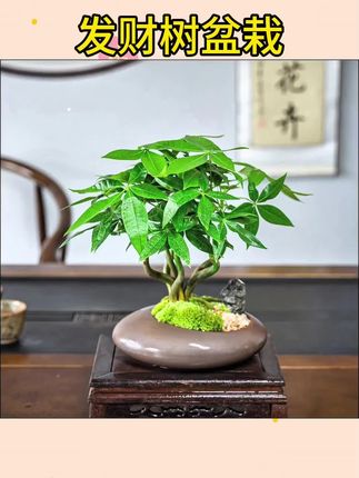 #发财树 #发财树盆栽 #盆栽绿植 【五福发财树】小盆栽办公桌植物茶几好养招财树中式禅意摆件造型#办公室绿植 #绿植花卉