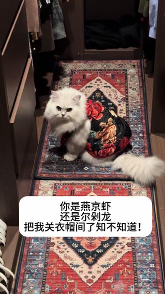 找了一圈,发现被关衣帽间#猫猫能治愈全世界