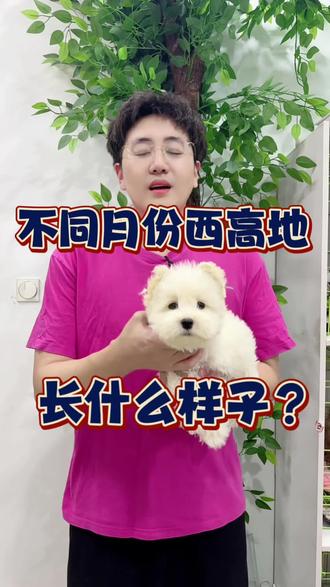 不同月份的西高地长什么样 西高地白梗 #西高地 #西高地白梗#西安西高地#西安西高地宠物店#西安西高地犬舍