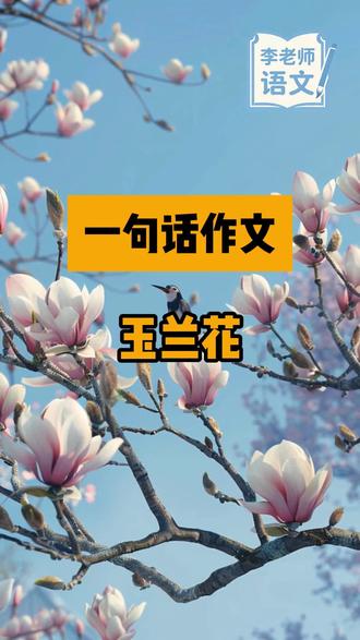 一句话作文《玉兰花》#小升初语文#作文 @新乡语文李老师